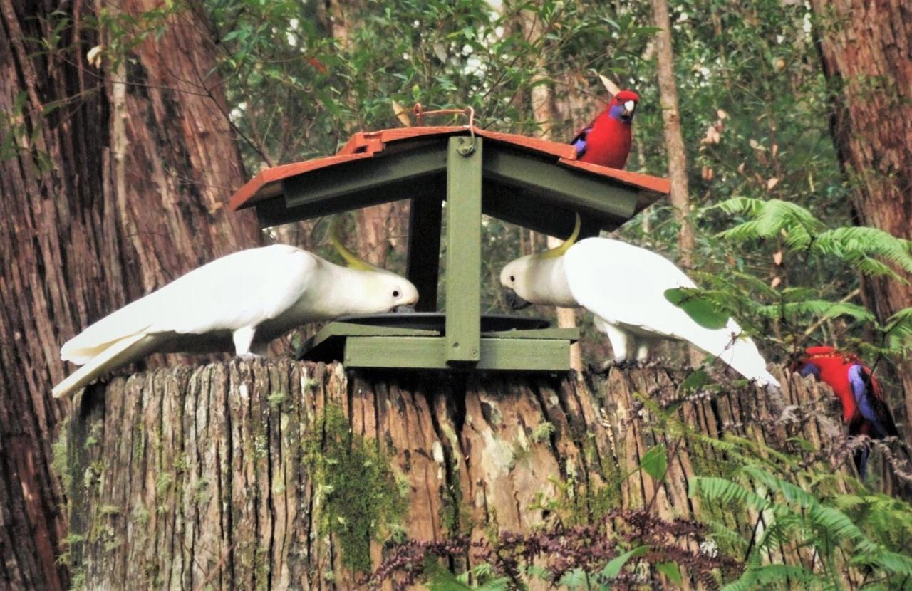 Springbrook Mountain Chalets Bagian luar foto