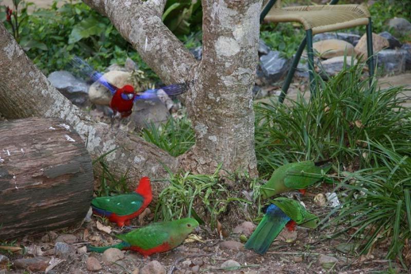 Springbrook Mountain Chalets Bagian luar foto